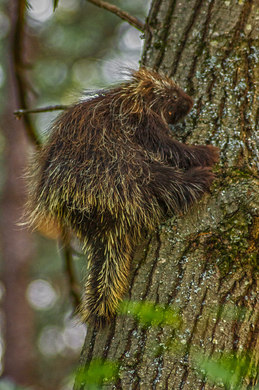 Porcupine Tree Insignificance Rar